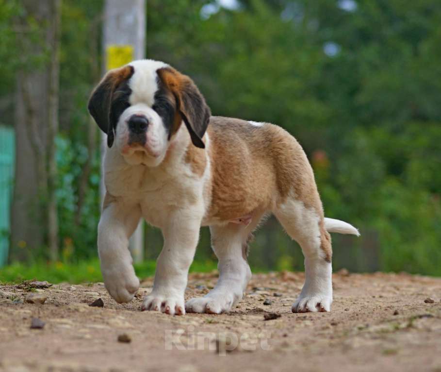 Собаки в Волосовом: Щенок сенбернара Мальчик, Бесплатно - фото 2