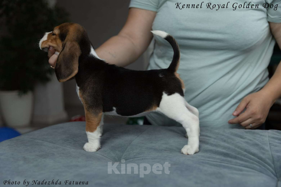 Собаки в Москве: Щенки Бигль  Девочка, 60 000 руб. - фото 6