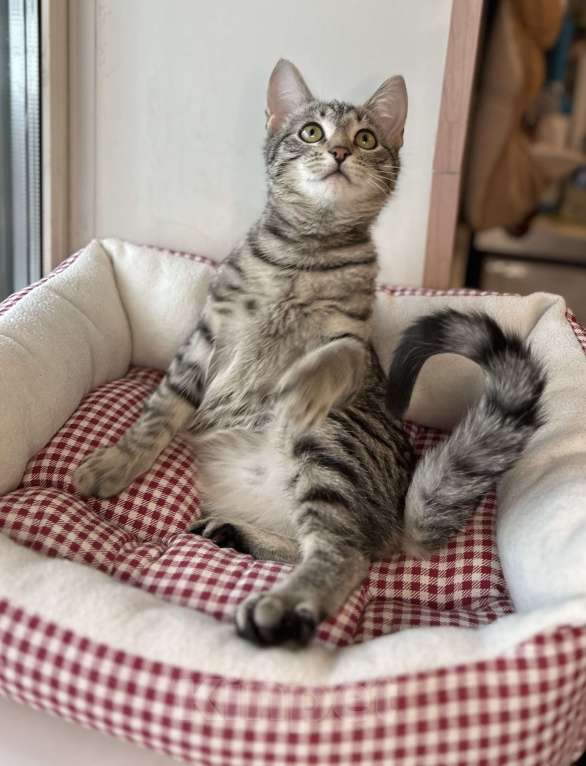 Кошки в Мурином: Бэм и Симба ищут дом Мальчик, Бесплатно - фото 4