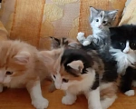 Кошки в Москве: Норвежские лесные котята Девочка, Бесплатно - фото 5