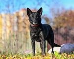 Собаки в Москве: Ника – молодая черная красавица, ищет дом! Девочка, Бесплатно - фото 6
