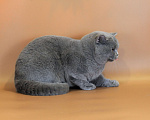Кошки в Ульяновске: Британский короткошерстный кот (титулованный). Мальчик, Бесплатно - фото 3