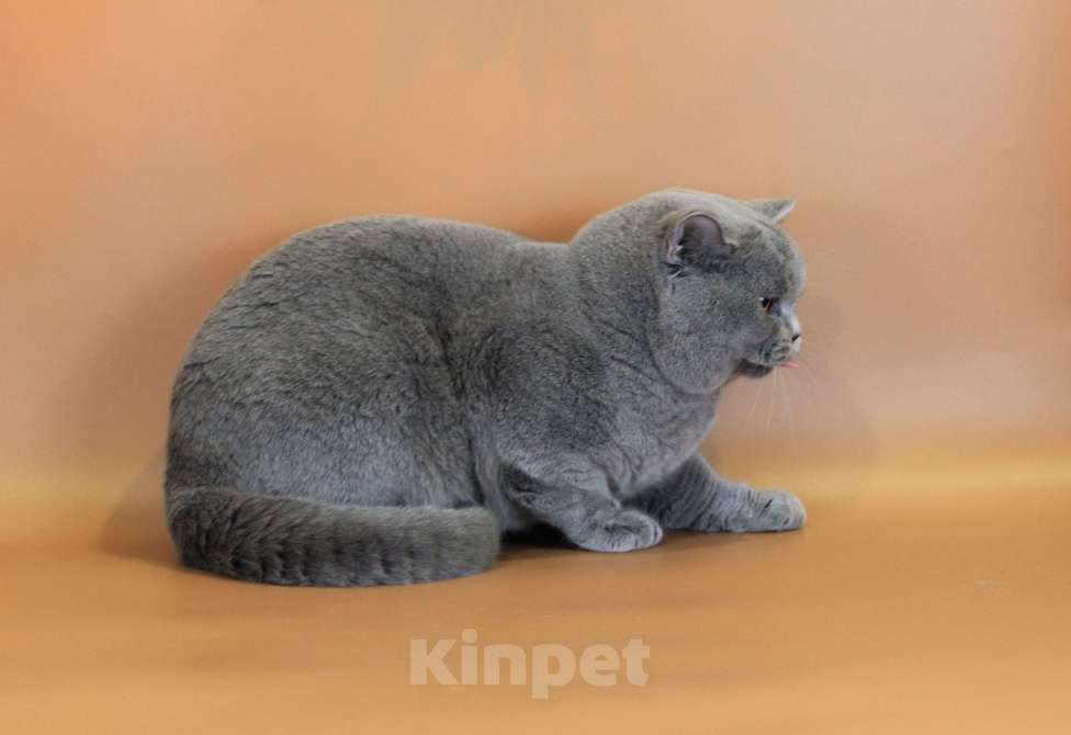 Кошки в Ульяновске: Британский короткошерстный кот (титулованный). Мальчик, Бесплатно - фото 3