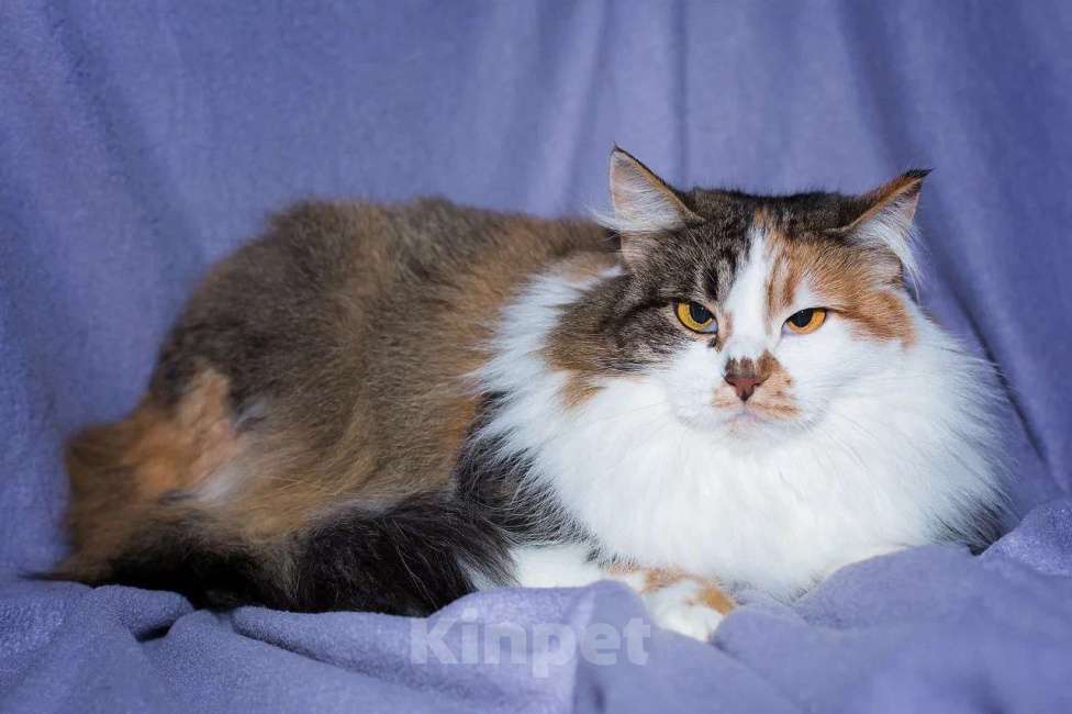 Кошки в Москве: Ну очень красивая кошка-актриса Девочка, Бесплатно - фото 2