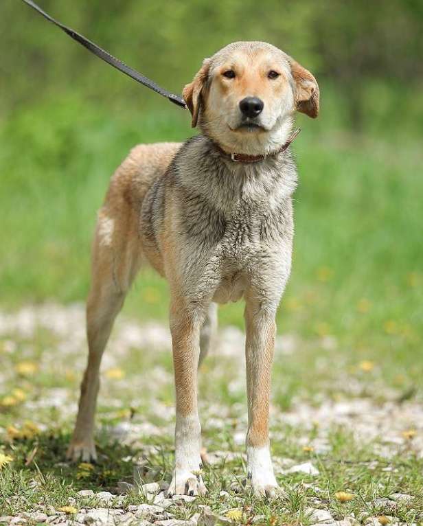 Собаки в Москве: Скромная и нежная, метис гончей Девочка, Бесплатно - фото 2