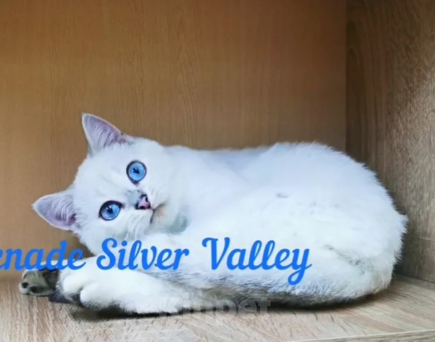 Кошки в Бугульме: Котик Океан Мальчик, 30 000 руб. - фото 2