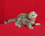Кошки в Москве: Вислоухая золотая мраморная кошечка Девочка, 15 000 руб. - фото 10