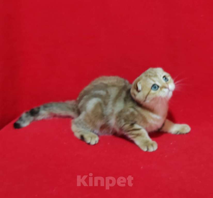 Кошки в Москве: Вислоухая золотая мраморная кошечка Девочка, 15 000 руб. - фото 10