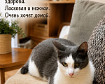 Кошки в Москве: Маришка ждёт тебя Девочка, Бесплатно - фото 7