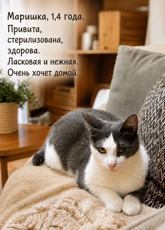 Кошки в Москве: Маришка ждёт тебя Девочка, Бесплатно - фото 7