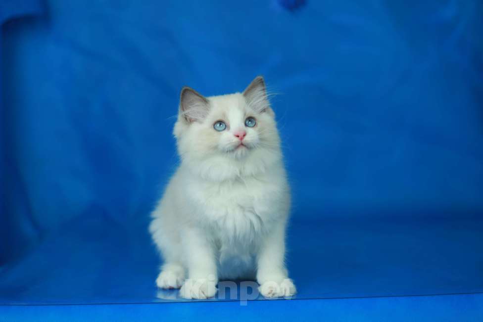 Кошки в Москве: Рэгдолл-девочка Девочка, Бесплатно - фото 4