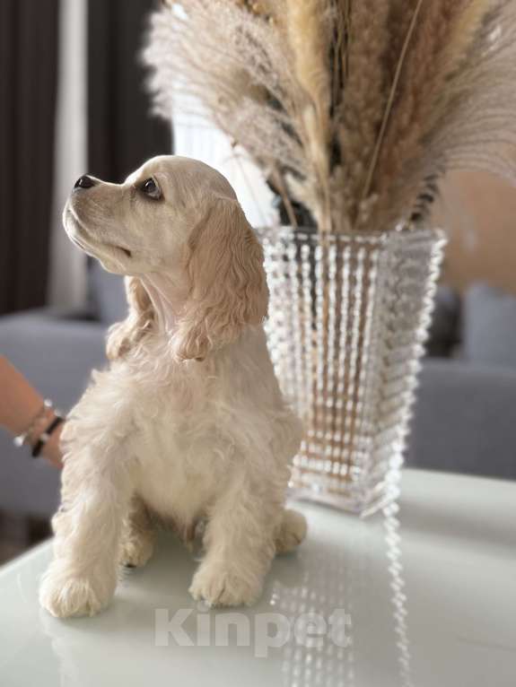 Собаки в Москве: Мальчик американского кокер спаниеля Мальчик, 50 000 руб. - фото 3