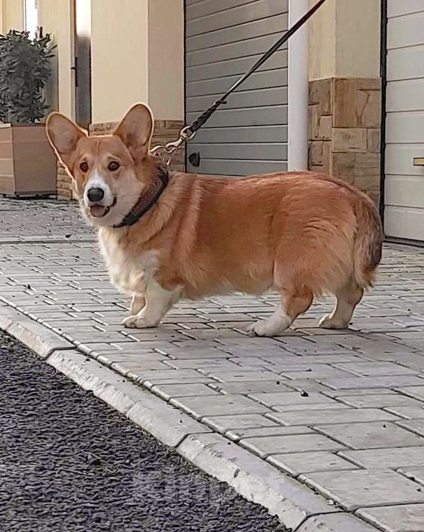 Собаки в других городах Крыма: Подрощенный щенок Мальчик, Бесплатно - фото 3