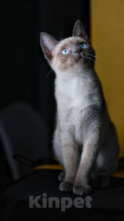 Кошки в Москве: Голубоглазая колор пойнт кошечка Девочка, 15 000 руб. - фото 5