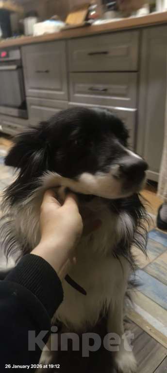 Собаки в других городах Ленинградской области: продам бордер колли Девочка, Бесплатно - фото 4