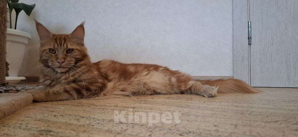 Кошки в Геленджике: Кошка мейн-кун с родословной Девочка, 60 000 руб. - фото 1