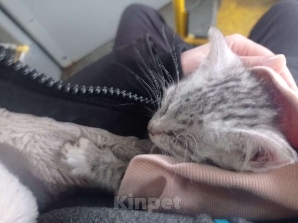 Кошки в Санкт-Петербурге: Рысёнок Девочка, 100 руб. - фото 3