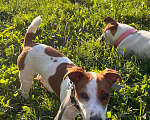 Собаки в Екатеринбурге: каспер 1,3 года  Мальчик, Бесплатно - фото 1