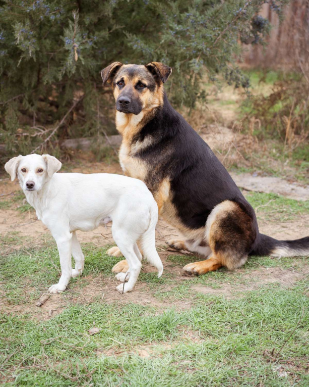 Собаки в Москве: Метис. Очень добрый и человеко-ориентированный мальчик Мальчик, Бесплатно - фото 5