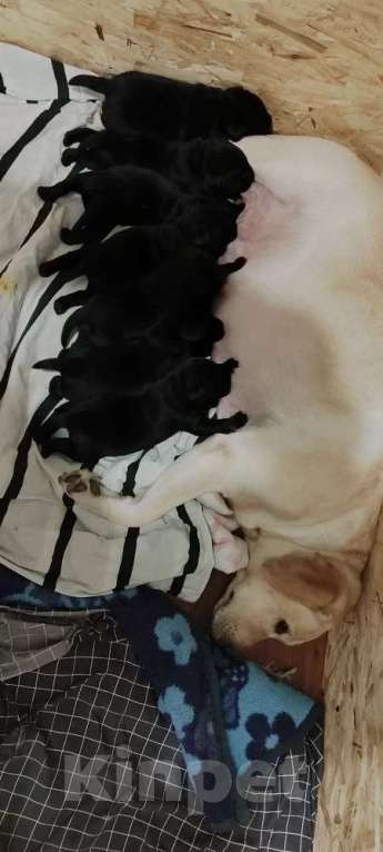 Собаки в Батайске: Щенки Лабрадора-ретривера  Девочка, 30 000 руб. - фото 2