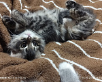 Кошки в Москве: Кошечка, 2 мес., девочка, отдам в любящую семью. Девочка, 10 000 руб. - фото 5