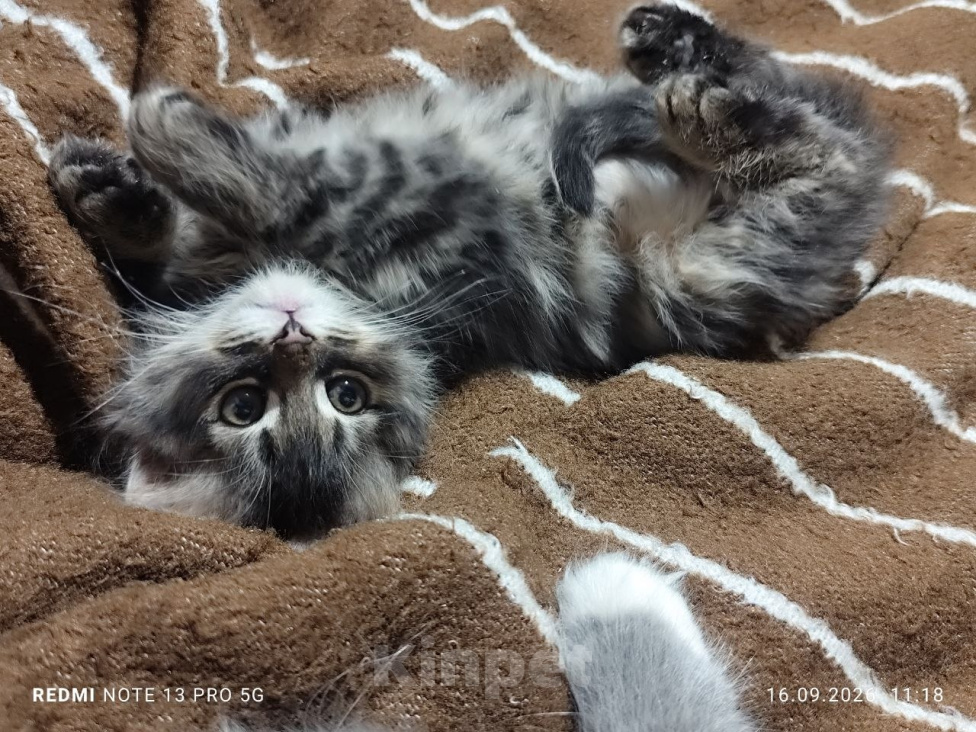 Кошки в Москве: Кошечка, 2 мес., девочка, отдам в любящую семью. Девочка, 10 000 руб. - фото 5