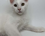 Кошки в Москве: Мейн-кун котенок Мальчик, 35 000 руб. - фото 2