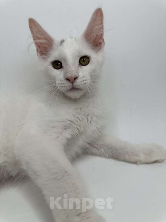 Кошки в Москве: Мейн-кун котенок Мальчик, 35 000 руб. - фото 2