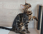 Кошки в Москве: Бенгальские котята Мальчик, 10 000 руб. - фото 4