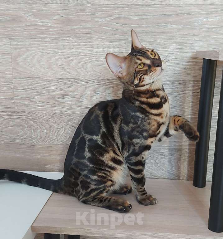 Кошки в Москве: Бенгальские котята Мальчик, 10 000 руб. - фото 4