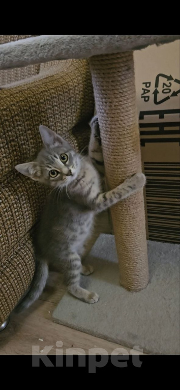 Кошки в Москве: Котенок Анжела ищет дом Девочка, Бесплатно - фото 2