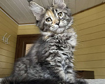 Кошки в Москве: Мейн-кун полидакт девчушка🔥 Девочка, 80 000 руб. - фото 2