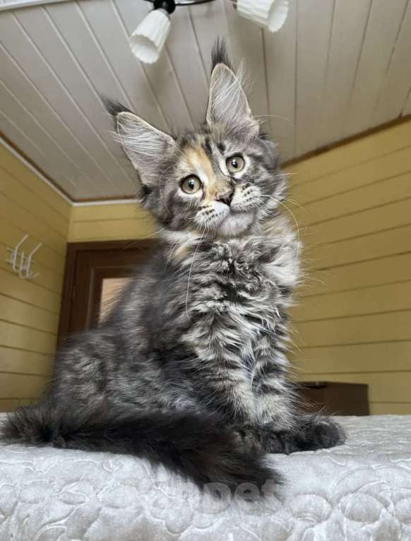 Кошки в Москве: Мейн-кун полидакт девчушка🔥 Девочка, 80 000 руб. - фото 2