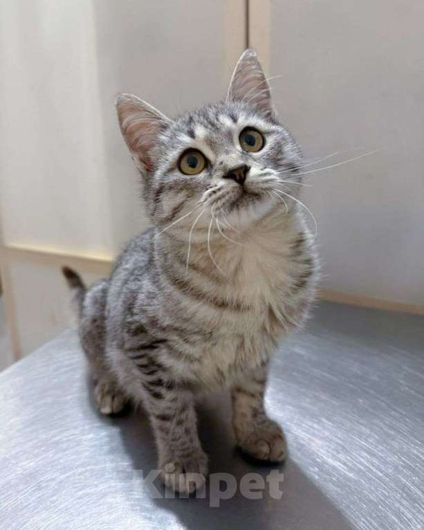 Кошки в Москве: Котеночек, над которым издевались хозяева, пролечен и готов ехать домой! Мальчик, Бесплатно - фото 3