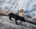 Собаки в Москве: Ищу хозяина Мальчик, Бесплатно - фото 3