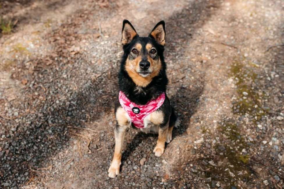 Собаки в Москве: Небольшая идеальная добро-собака Дороти в добрые руки Девочка, 1 руб. - фото 7