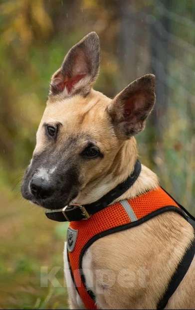 Собаки в Москве: Щенок 5 месяцев Бэмби в добрые руки  Девочка, Бесплатно - фото 5