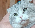 Кошки в Москве: Домашний котик в беде, срочно нужен дом Мальчик, Бесплатно - фото 2