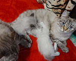 Кошки в Севастополе: Невский Маскарадный котенок Девочка, Бесплатно - фото 3