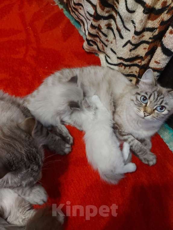 Кошки в Севастополе: Невский Маскарадный котенок Девочка, Бесплатно - фото 3