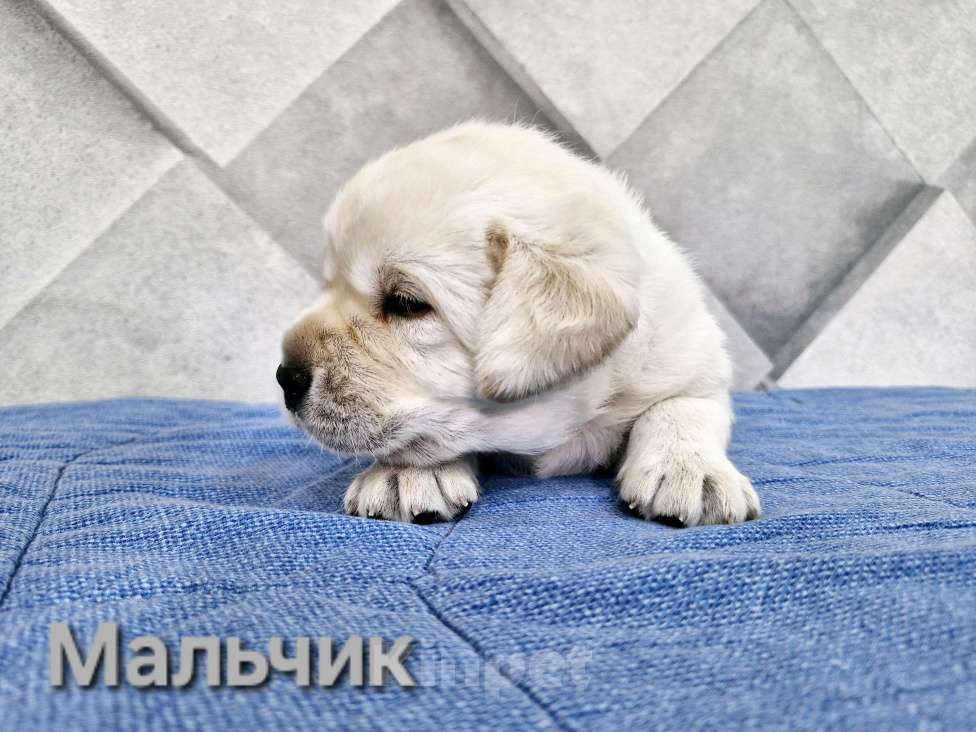 Собаки в Новокузнецке: Щенки Лабрадора РКФ  Мальчик, 65 000 руб. - фото 1