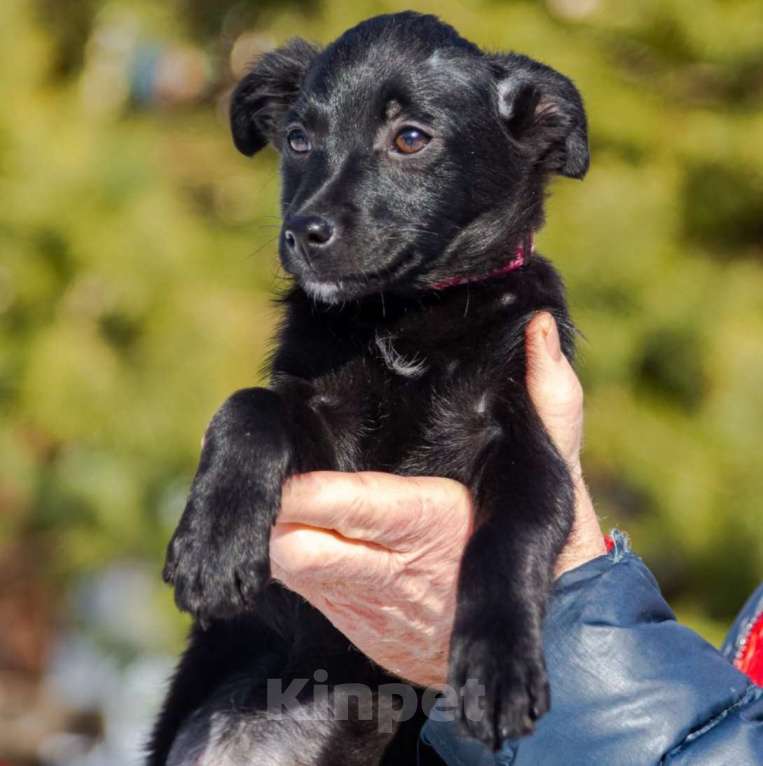 Собаки в Москве: Ищем добрые ручки для Миры! Девочка, Бесплатно - фото 1