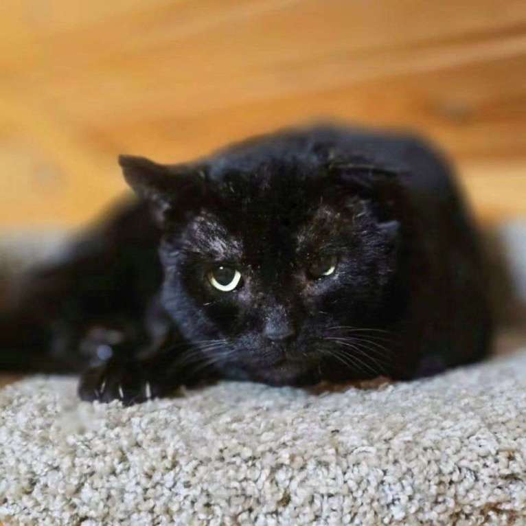 Кошки в Москве: Трюфеля не хотят забирать из-за внешности Мальчик, Бесплатно - фото 2