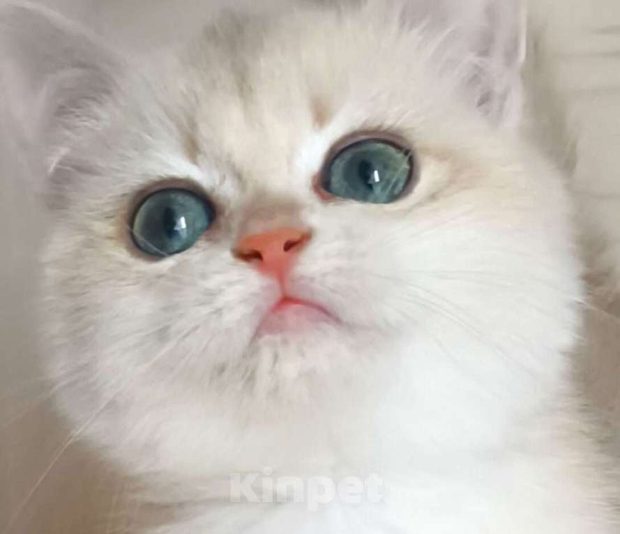 Кошки в Балашихе: Редкая голубая Золотая шиншилла Девочка, 40 000 руб. - фото 2