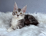 Кошки в Кудрово: Котенок мейн-кун, мальчик , шейдед линия Мальчик, Бесплатно - фото 6