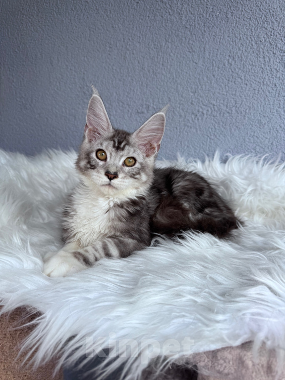 Кошки в Кудрово: Котенок мейн-кун, мальчик , шейдед линия Мальчик, Бесплатно - фото 6