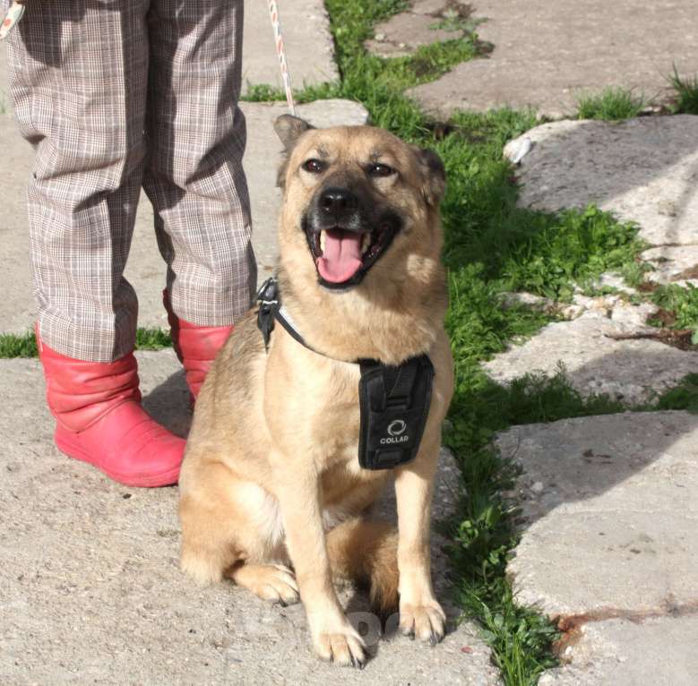 Собаки в Москве: ШАНС на дом и семью для ласкуши Ладушки Девочка, Бесплатно - фото 7