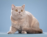 Кошки в Одинцово: Девочка-кошка Девочка, 25 000 руб. - фото 6