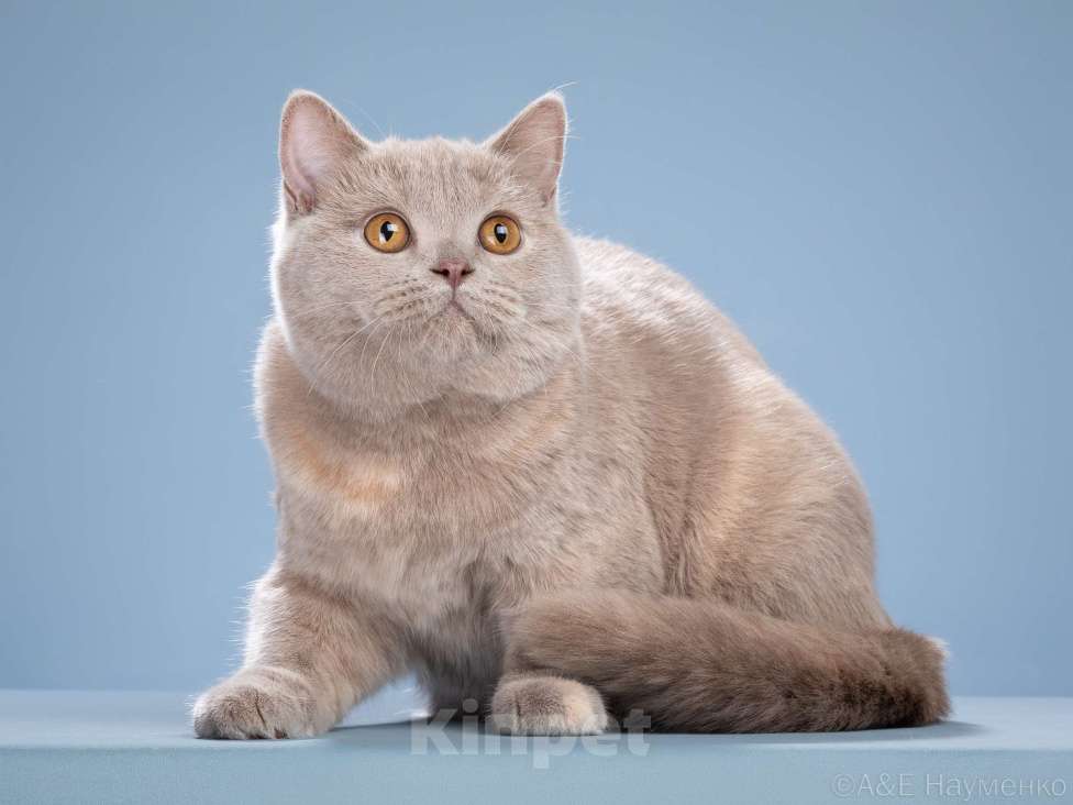 Кошки в Одинцово: Девочка-кошка Девочка, 25 000 руб. - фото 6