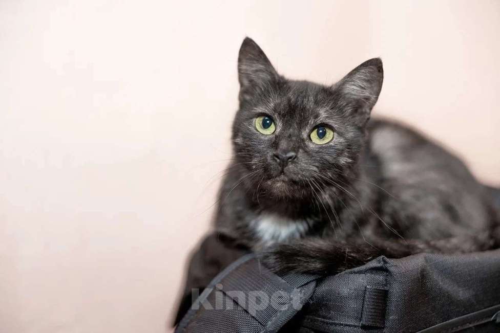 Кошки в Калуге: Кошка-кенгурёшка Фенечка ищет добрые руки. Девочка, Бесплатно - фото 2